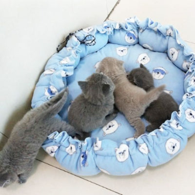 coussin chat gris claire motifs